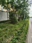 路边繁茂绿植景观