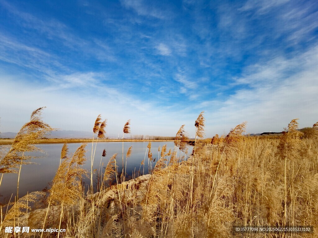湖畔芦苇荡 蓝天美景如画