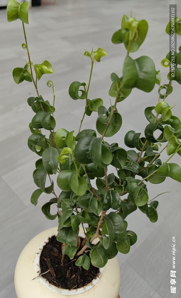 可爱绿植盆栽
