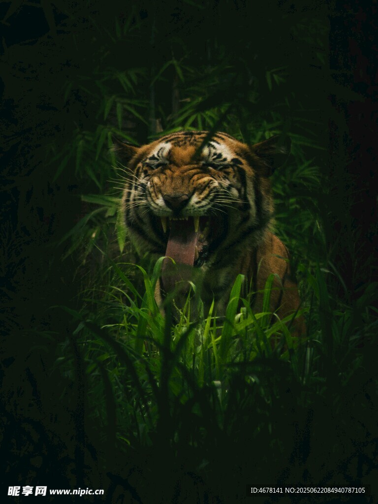 丛林中的威严老虎