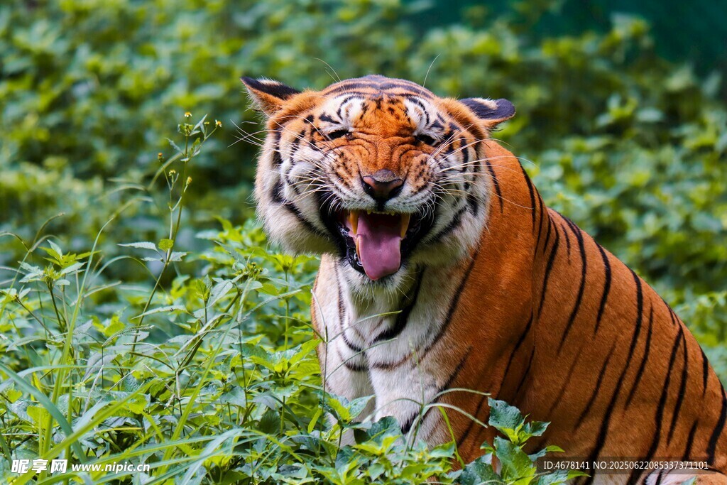 丛林中张嘴的斑斓猛虎