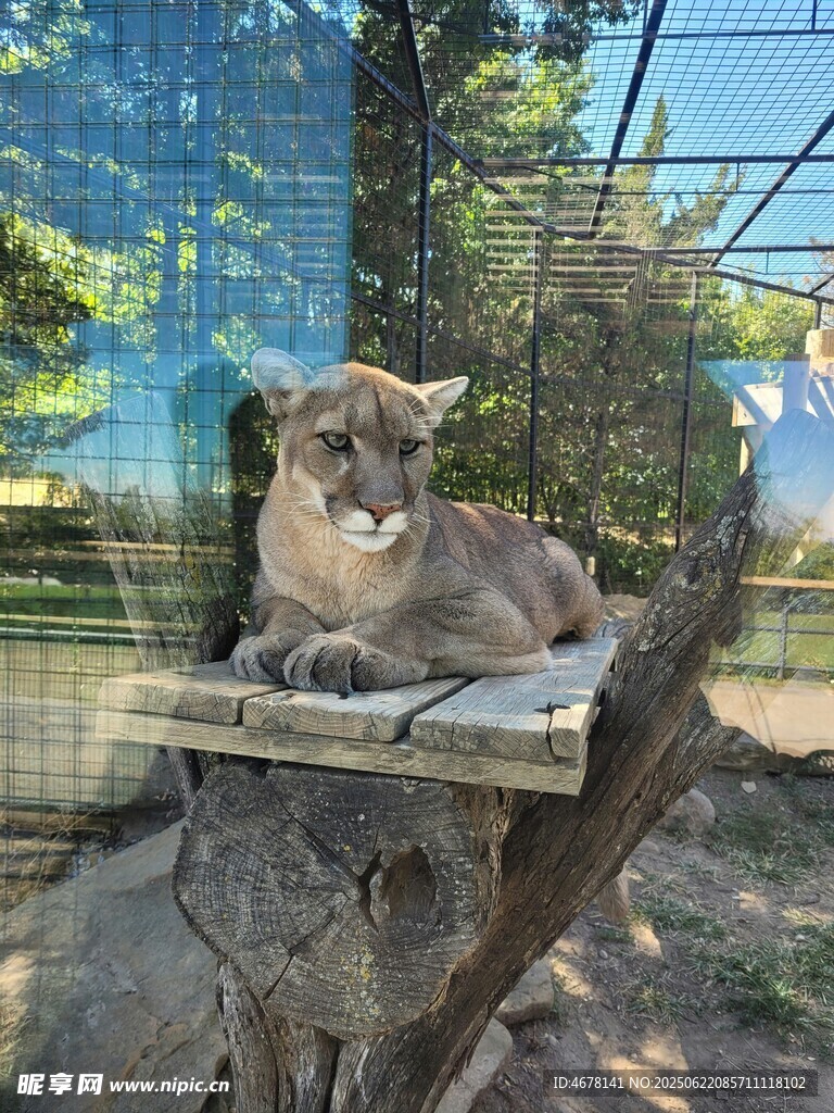 笼中休憩的山猫