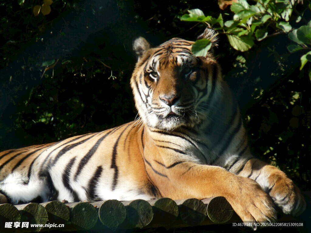 卧于绿荫下的斑斓猛虎
