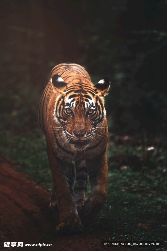 夜间行走的威猛老虎