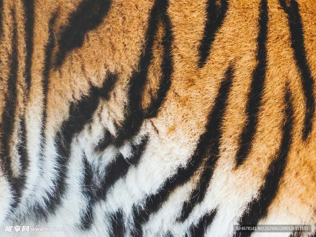 老虎皮毛纹理特写