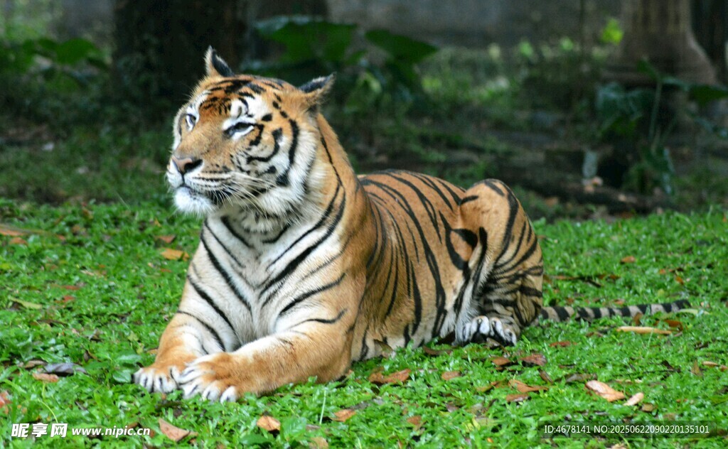 草地上休憩的斑斓猛虎