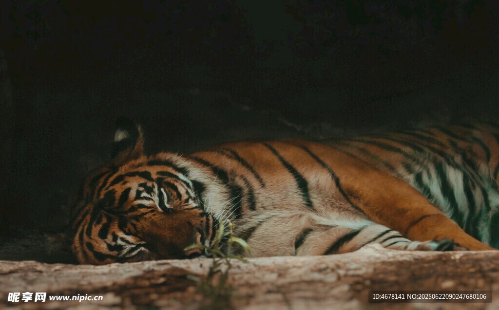 卧躺休憩的斑斓猛虎