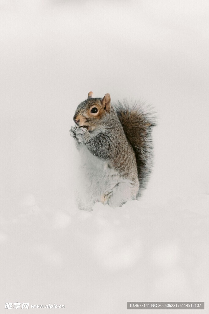 雪地中的松鼠