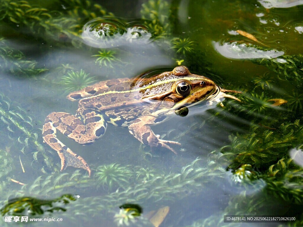水中青蛙