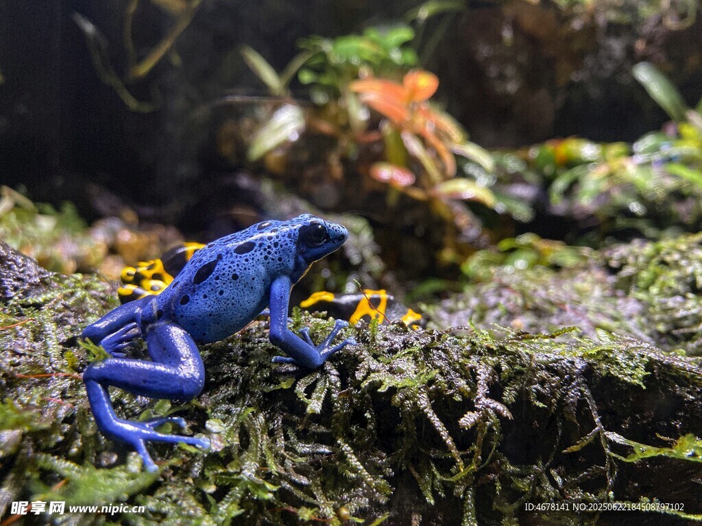 蓝色毒箭蛙于苔藓间