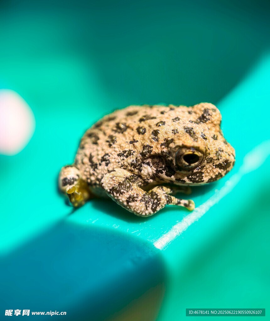 斑点青蛙栖息于蓝绿物体上