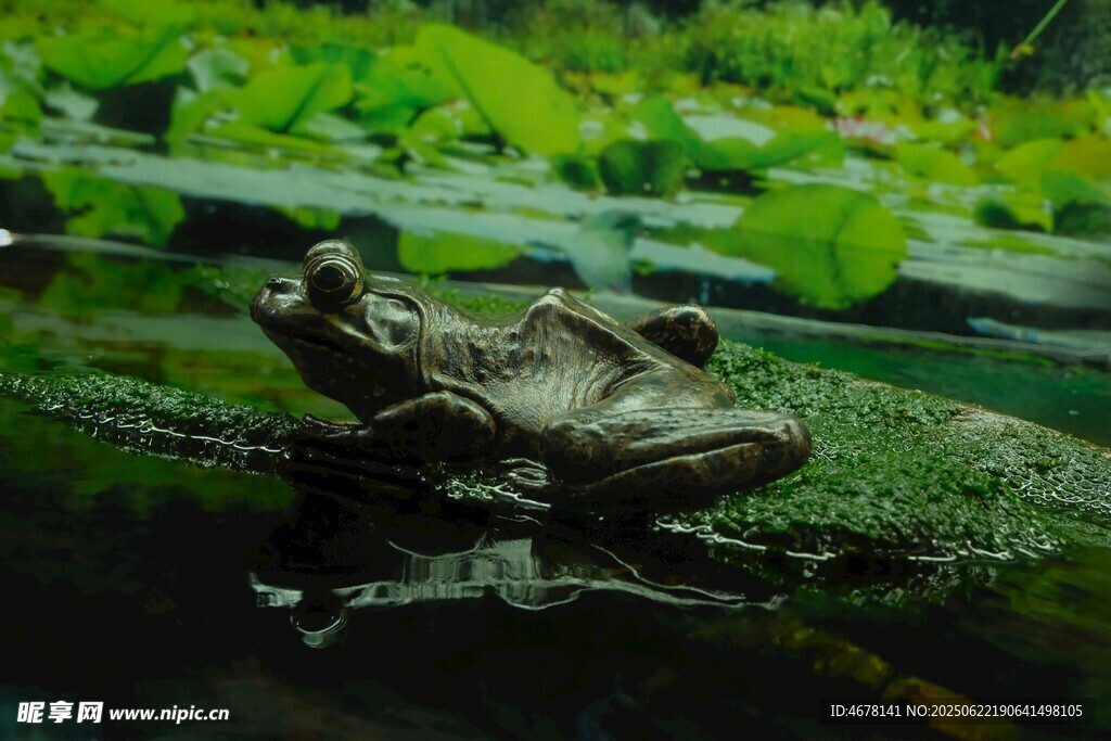 栖息于水草间的青蛙