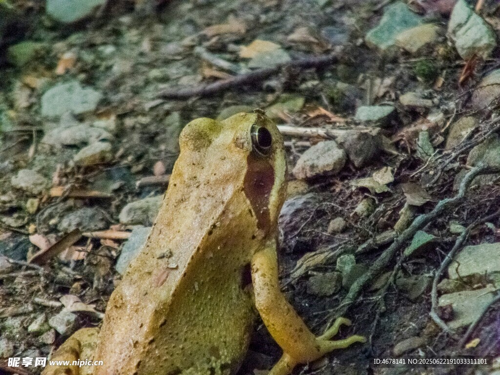 草丛中的青蛙