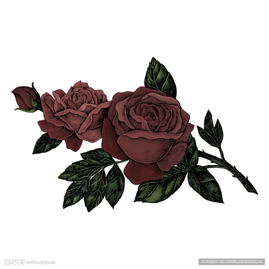 深玫花朵枝叶插画