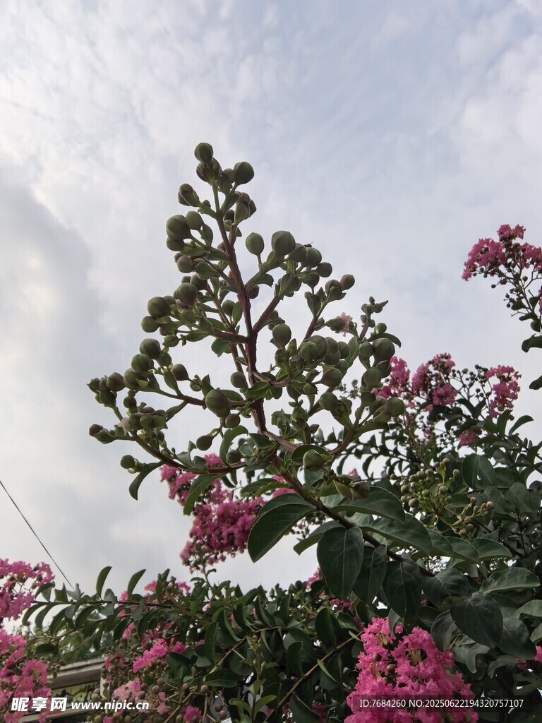 紫薇花