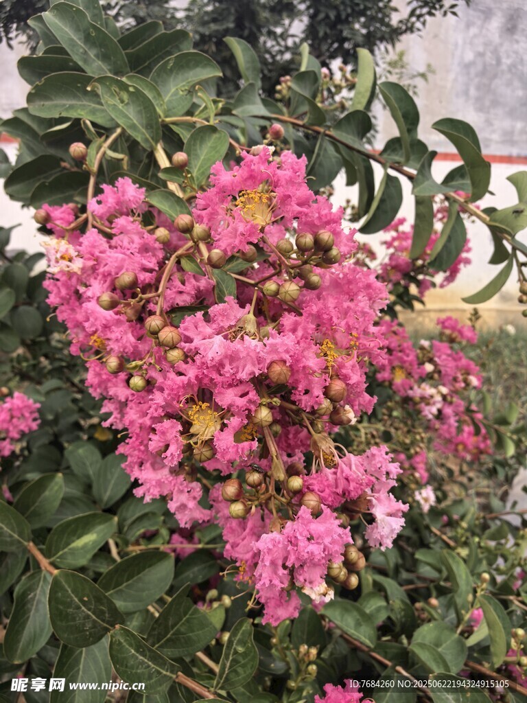 紫薇花
