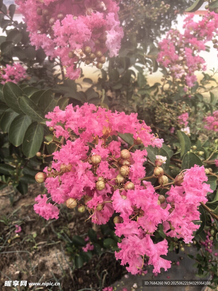 紫薇花
