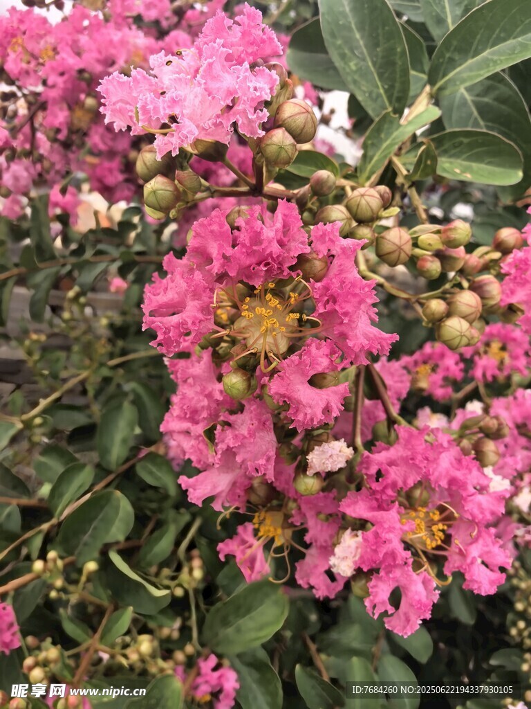紫薇花