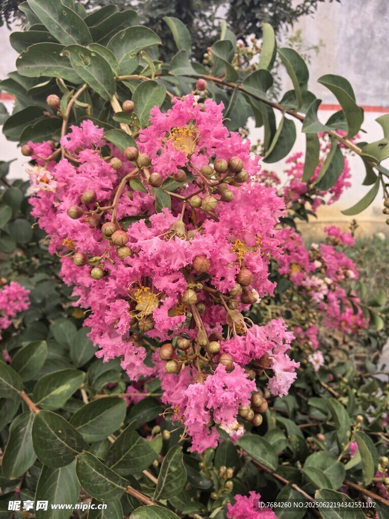 紫薇花