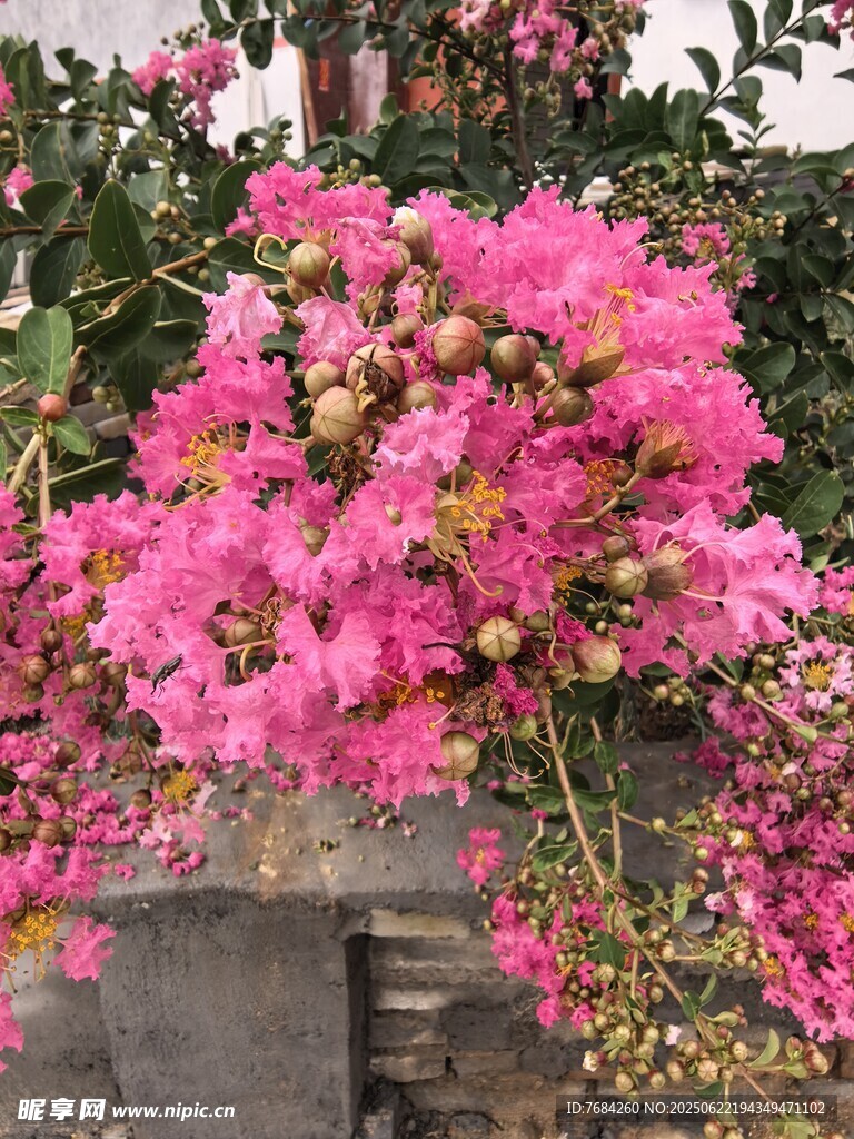 紫薇花