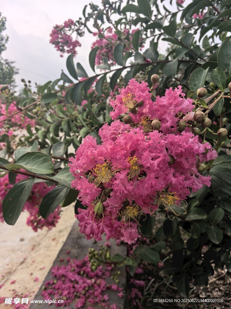 紫薇花