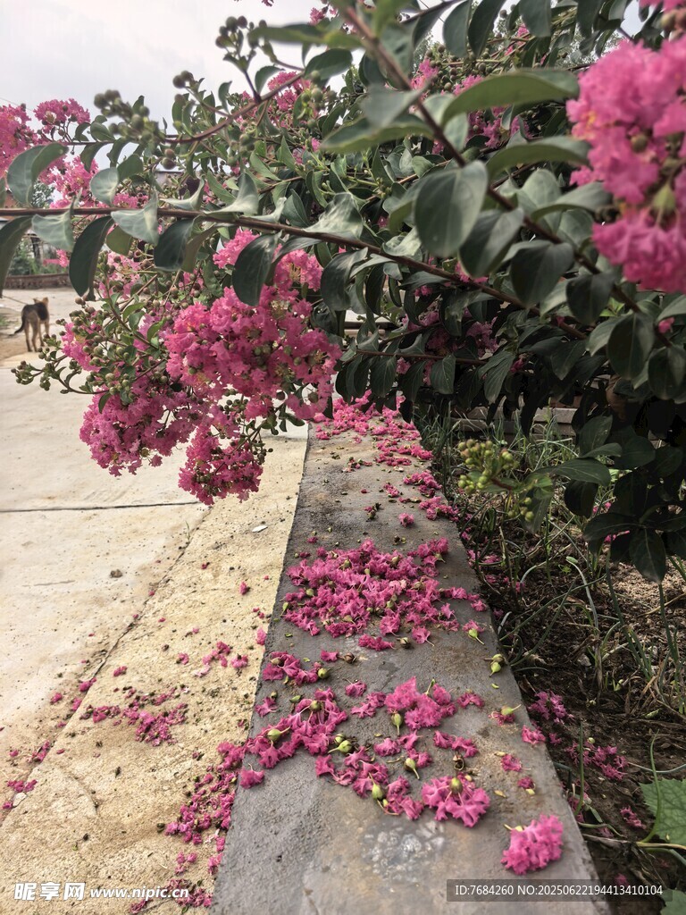 紫薇花