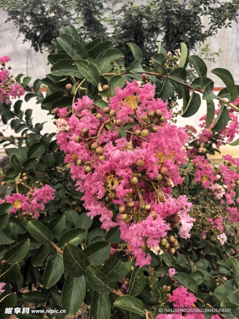 紫薇花