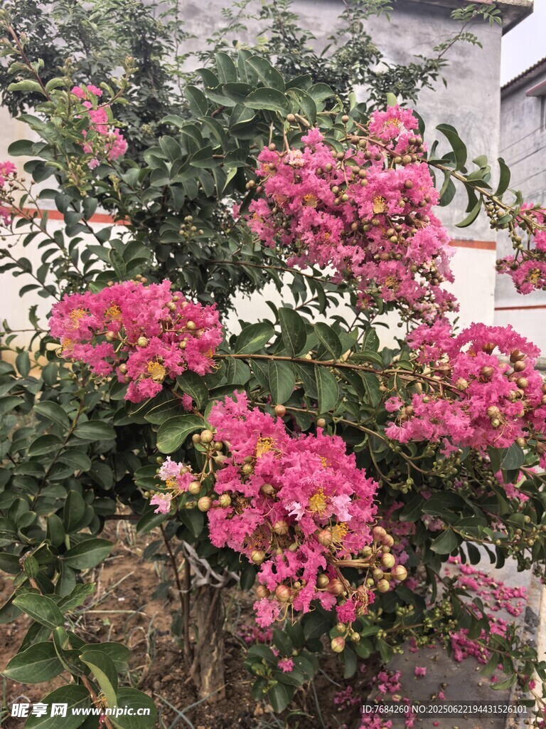 紫薇花
