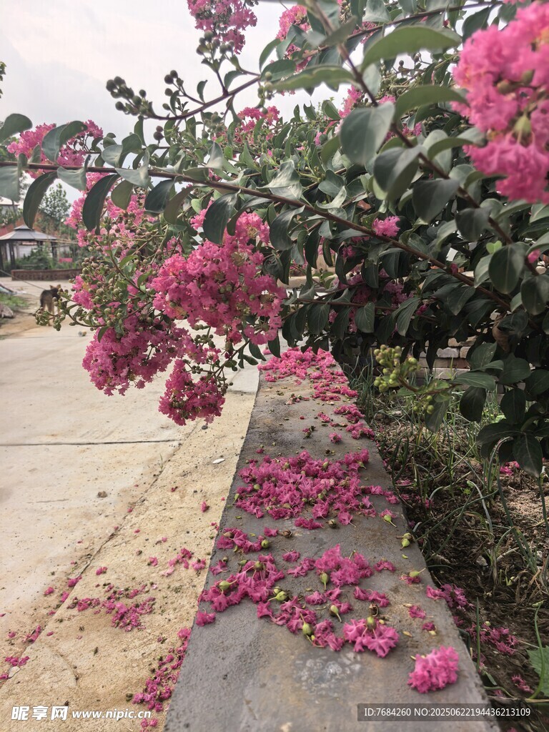 紫薇花