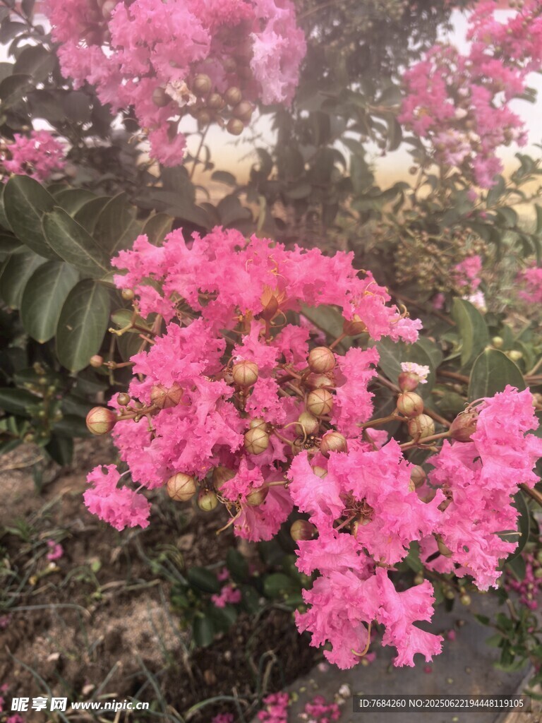 紫薇花