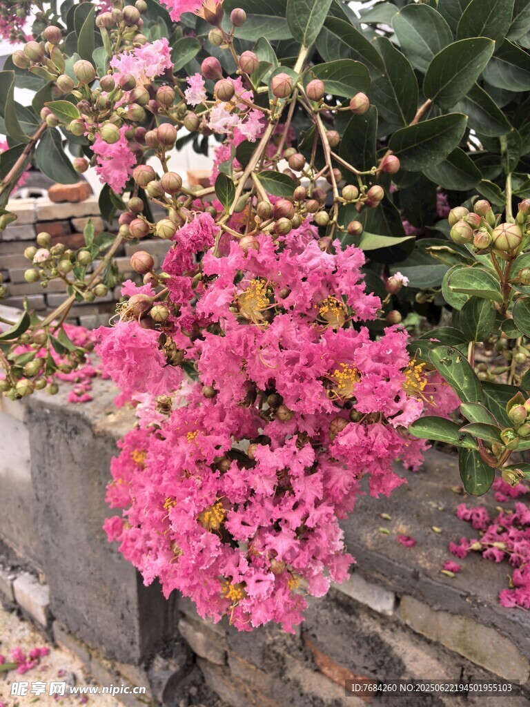 紫薇花