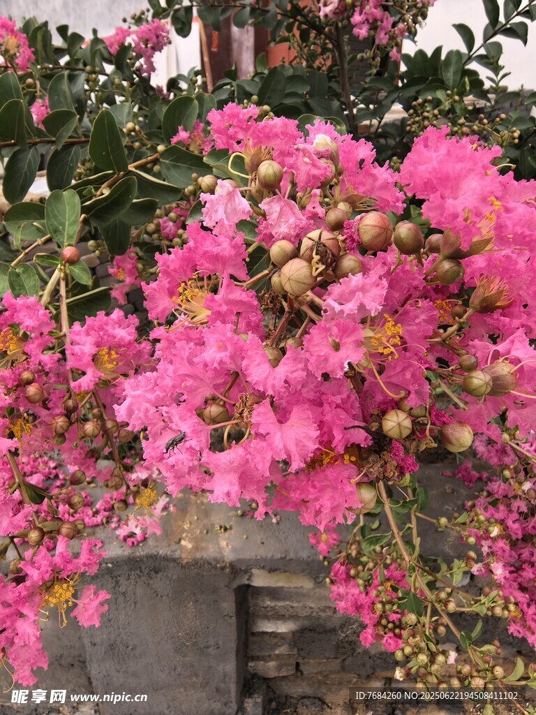紫薇花