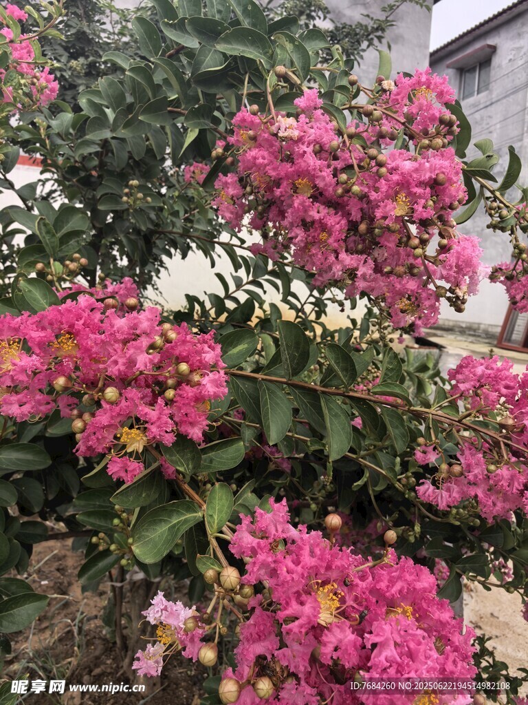 紫薇花