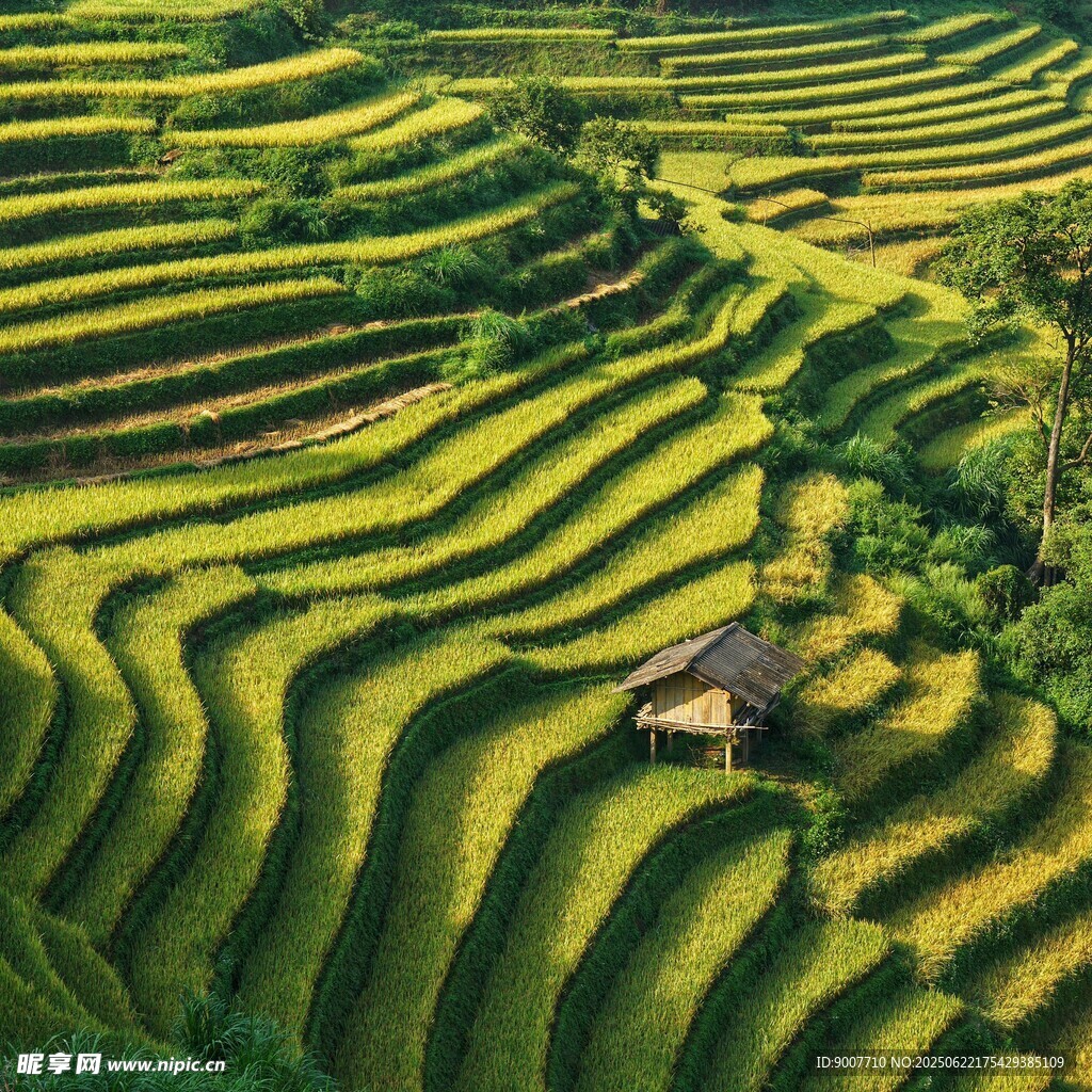 金黄梯田美景