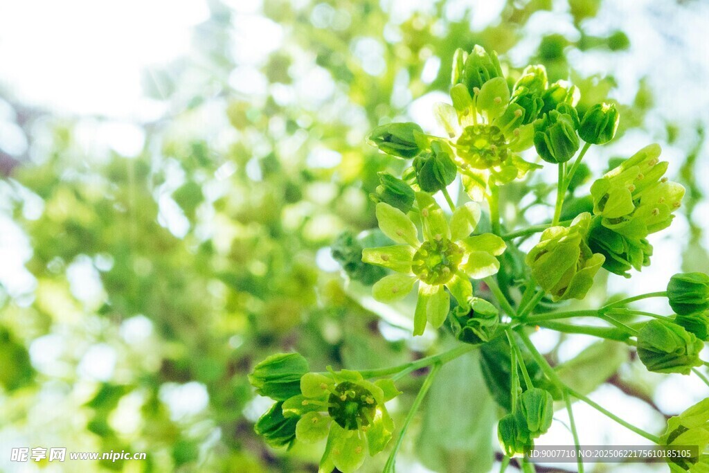 嫩绿植物花朵特写