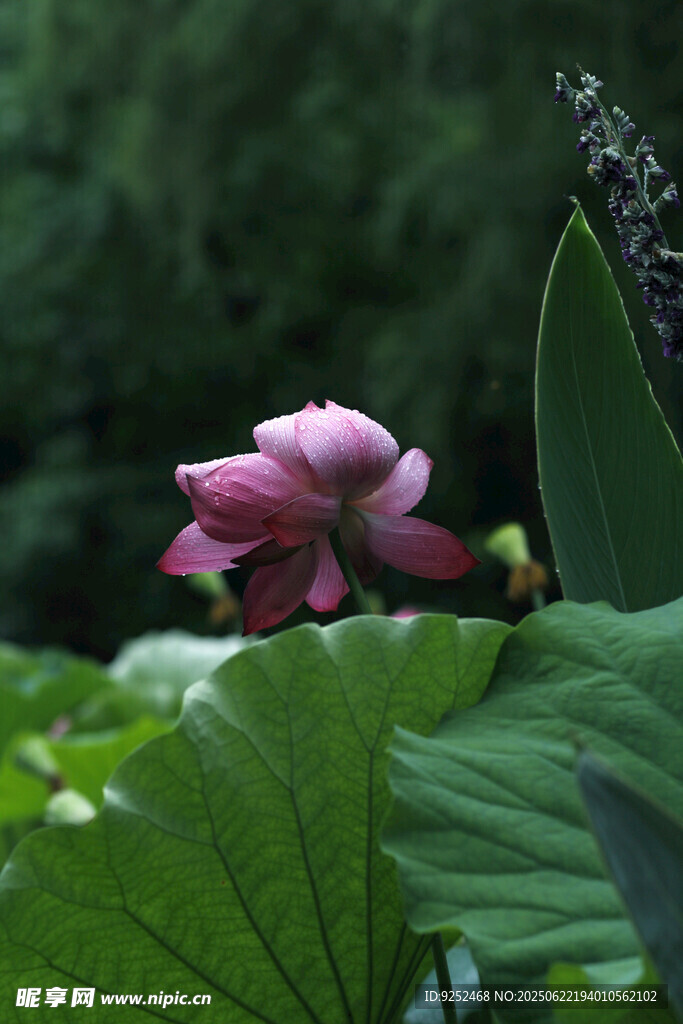 莲花 