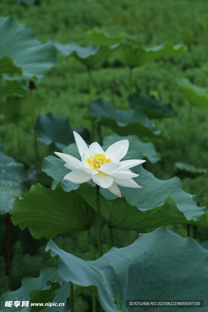  白荷