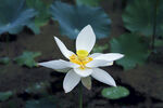  莲花