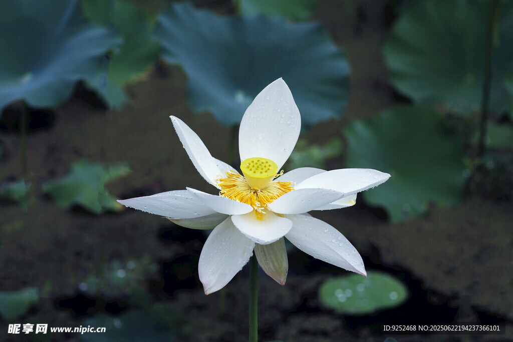  莲花