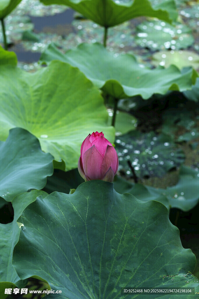 莲花 