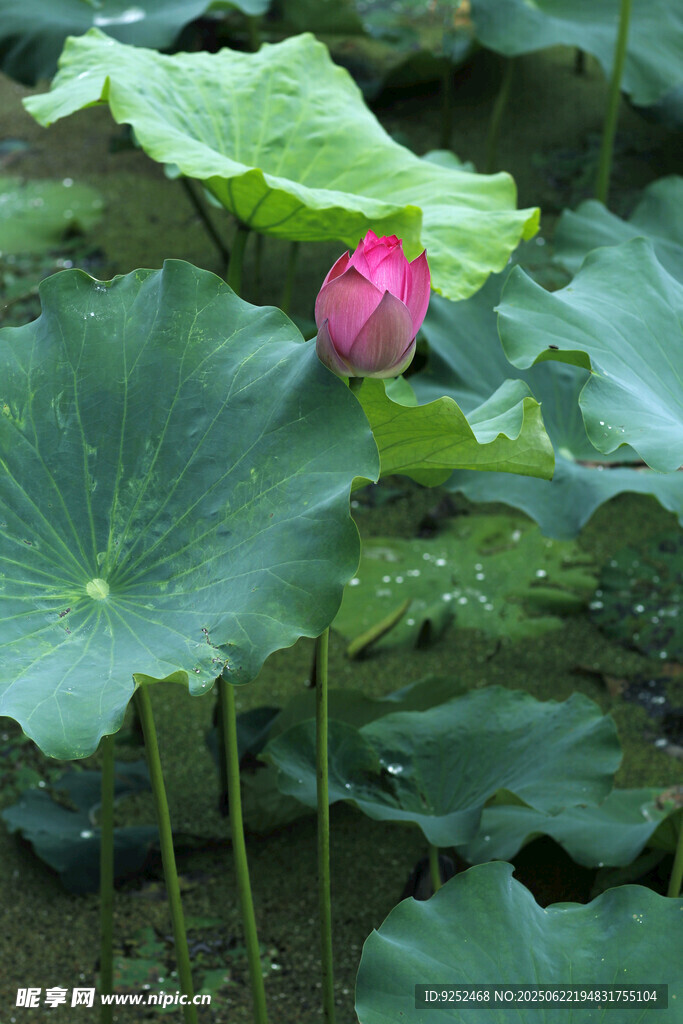 莲花