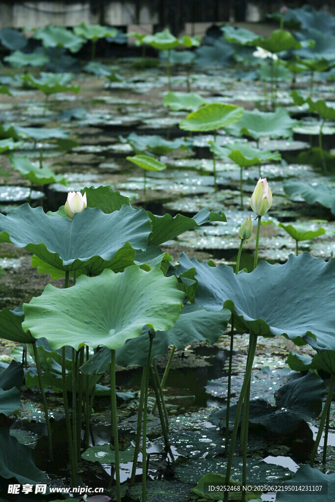  莲花