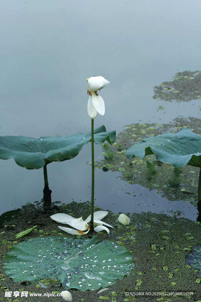 残荷