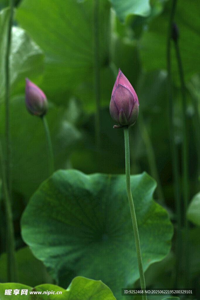荷花苞