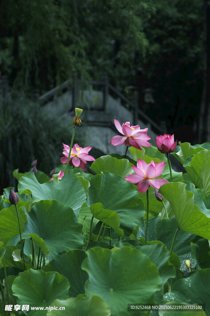 莲花 