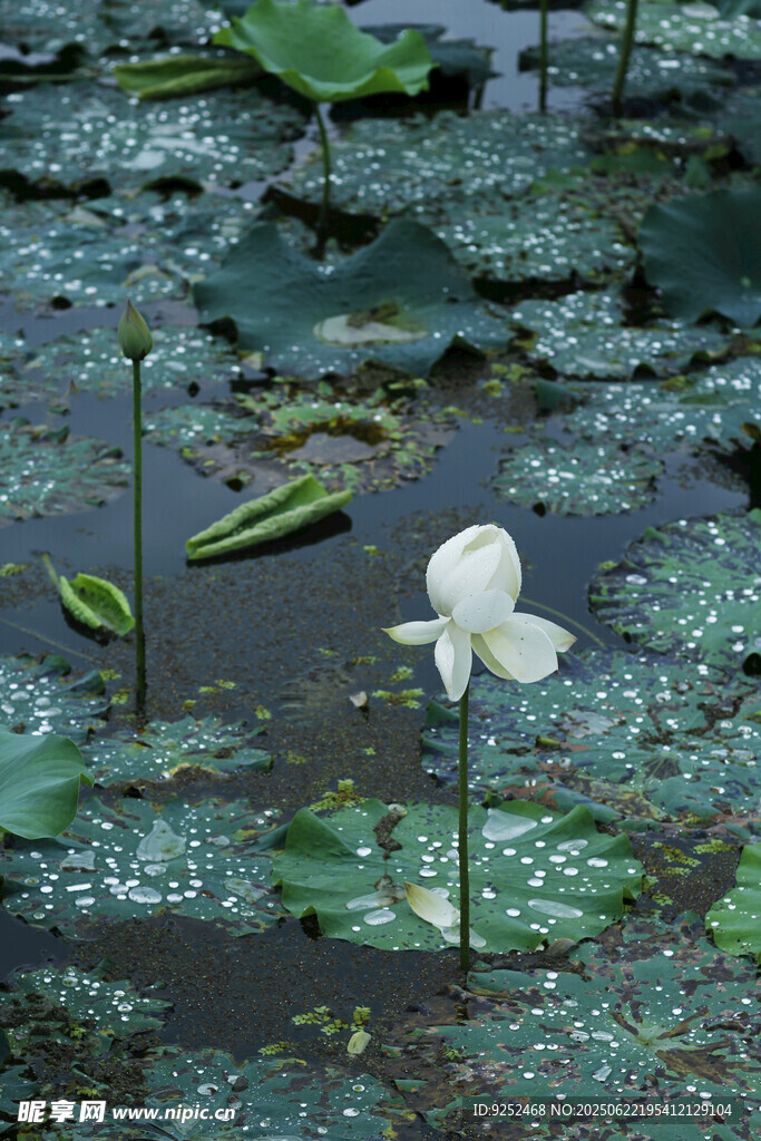 雨荷