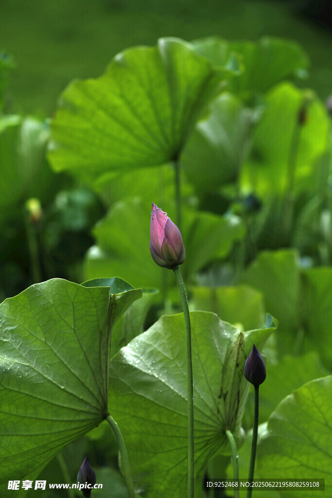 荷花苞
