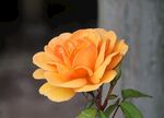 橙黄娇艳月季花