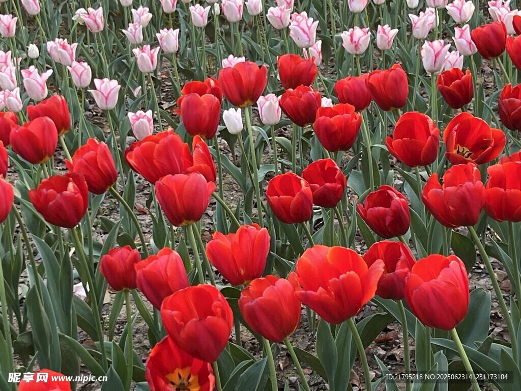 红色郁金香花海