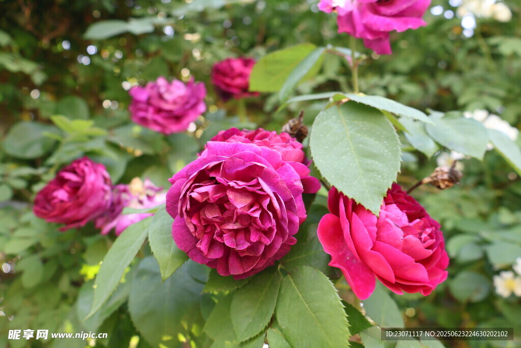 月季花